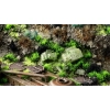 Gamers Grass Alien Toxic – 6 mm (Wild) | Zielone kępki trawy do postapokaliptycznych dioram i podstawek